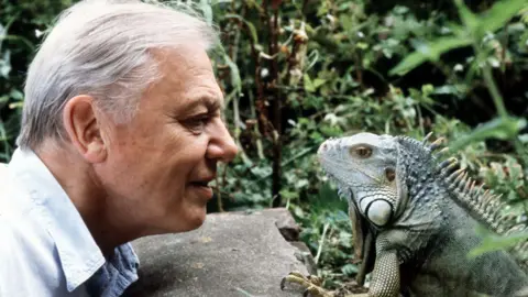 David Attenborough almost nose to nose with some kind of iguana in a rainforest