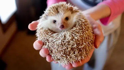Getty Images A hedgehog in a ball with its head poking out in the hands of a person wearing a pink t-shirt