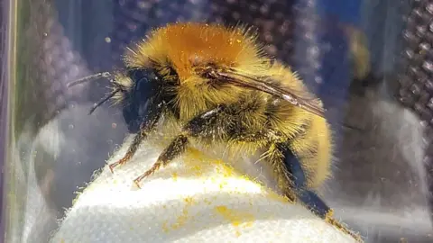 Pip Cook A bumblebee sat on a white tissue. Pollen from its legs is spread all over the tissue.