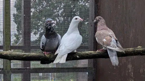 RSPCA Three pigeons - one grey, one white and one brown - sat on a branch hanging inside an enclosure with a mesh wire.