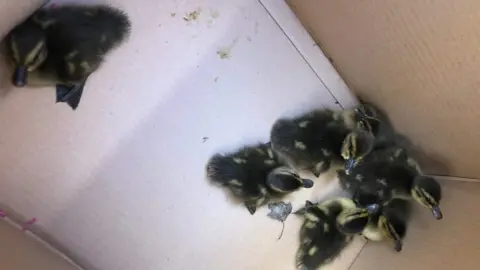 Karen Hayward  Ducklings in a box