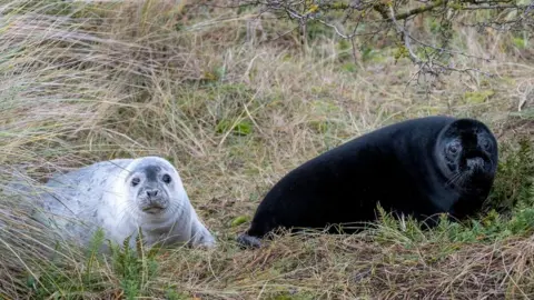 Hanne Siebers/National Trust/PA Seal pups