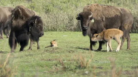 Courtesy Peter White/Parks Canada Bison mothers nuzzles their calves