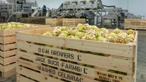 Michaels Agri Photography celeriac