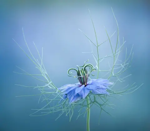 Molly Hollman A close-up of a delicate blue flower