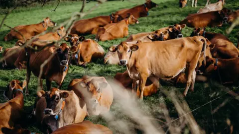 Jersey Dairy Jersey cows