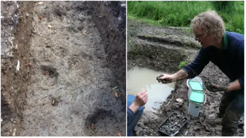 University of Buckingham Cattle footprints and Professor David Jacques