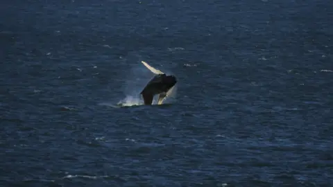 Ben Hancock-Smith A humpback whale breeching