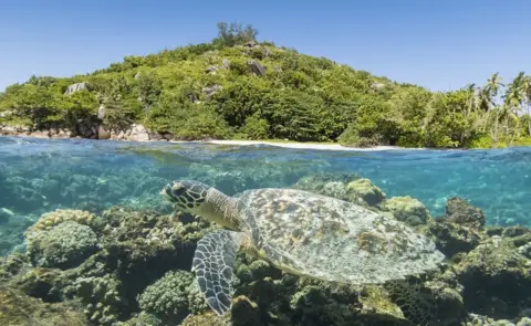 Getty Images Turtle in front of an island