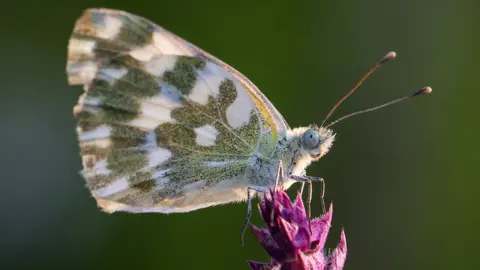 Getty Images butterfly