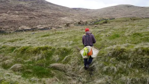 BBC A man working as part of a team planting 14,000 trees in the Mourne mountains