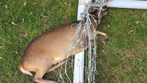 RSPCA Deer caught in football netting