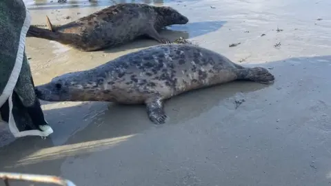 GSPCA Seal pups released in Guernsey