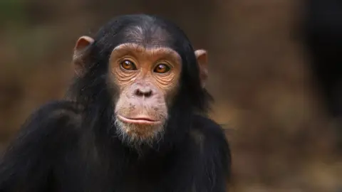 Getty Images A juvenile chimpanzee in Tanzania in 2013