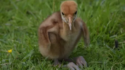 Red-crowned crane chick