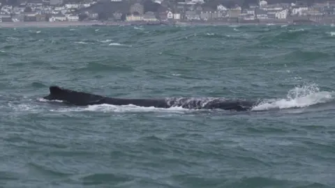 Marine Discovery Penzance Close up of the entangled whale