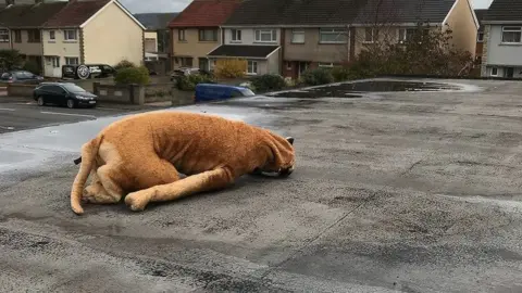 RSPCA Cuddly toy dog on roof