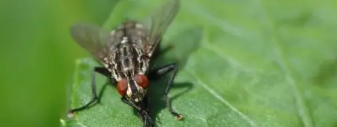 Fly