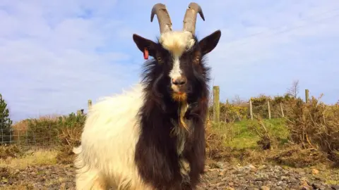 rarebreedgoats.co.uk A bagot goat