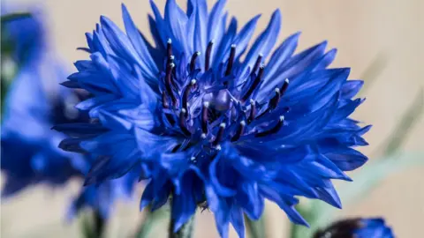 Getty Images Cornflower