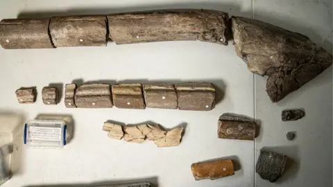 Tony Jolliffe/BBC Τα απολιθώματα γνάθου που ανακαλύφθηκαν πρόσφατα (στην κορυφή) είναι νάνια με τα ίδια οστά από ζώα σε μέγεθος όρκας (στο κάτω μέρος)