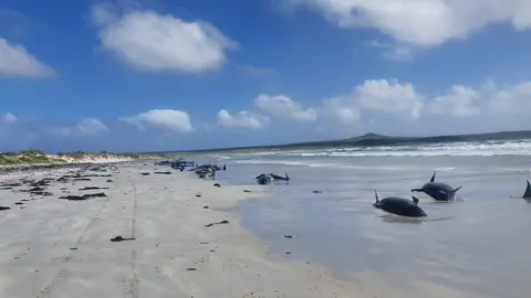Reuters Pilot whales are seen stranded on the beach in Chatham Islands, New Zealand November 22, 2020