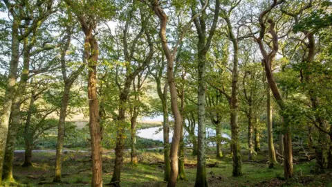 Ben Porter/Summit to Sea Trees with a river behind