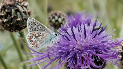 Queen Elizabeth Olympic Park Knapweed
