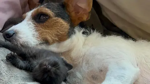 Sue Stubley Jack Russell cuddling kittens