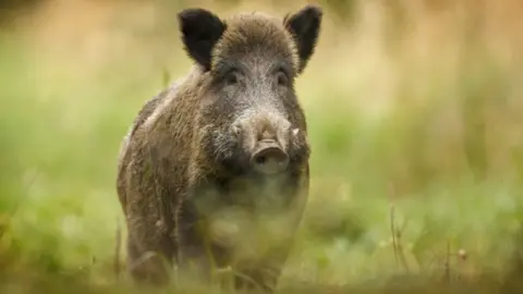 Shutterstock wild boar, file pic