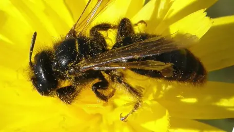 Steven Falk Large shaggy bee