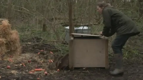 Beavers being released