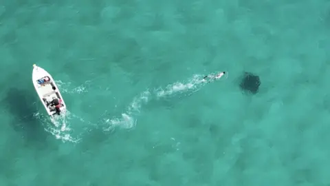 David Curnick, ZSL Drone shot of a shark