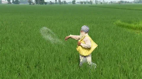 Getty Images A farmer throws fertiliser in a paddy field at Klehara village, about 28 km from Amritsar on August 3, 2021