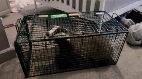 Badger Trust Isle of Wight Badger