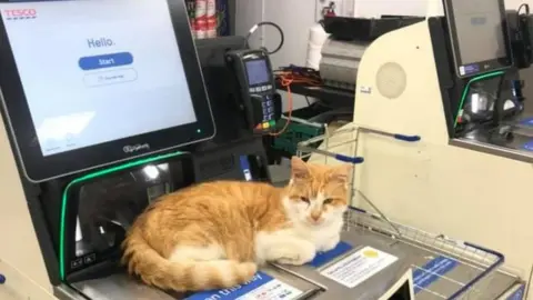 Annabel Fields Cat on Tesco scanner