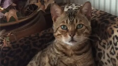 Herts Police Taz the cat