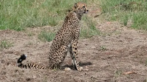 ANI A cheetah with a radio collar around its neck in Kuno national park