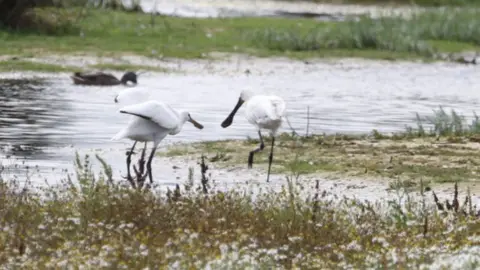 John Tallowin/Norfolk Wildlife Trust Spoonbills at Hickling Broad