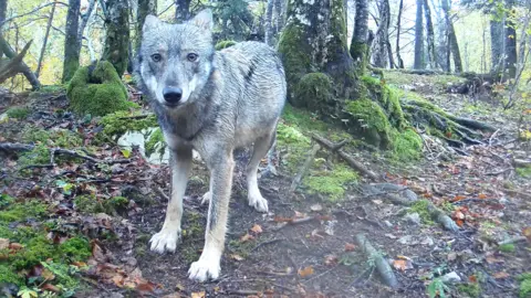 Marco Lambertini Wolf captured on camera