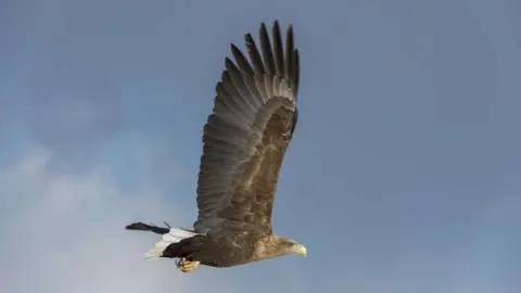 Getty Images A white-tailed eagle