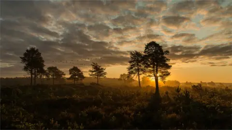 Graham Skingle Canada geese flying over Thursley Common nature reserve in Surrey