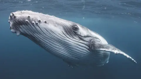 Getty Images Humpback whale underwater looks towards camera