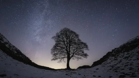 Dan Monk/Kielder Observatory The tree photographed with snow on the ground and stars in the night sky