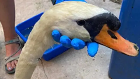 RSPCA Injured swan