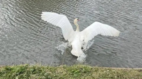 RSPCA Swan