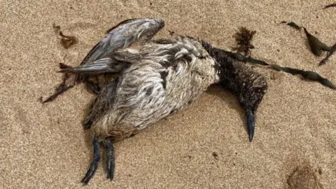 Pembrokeshire Coast National Park Authority Dead bird