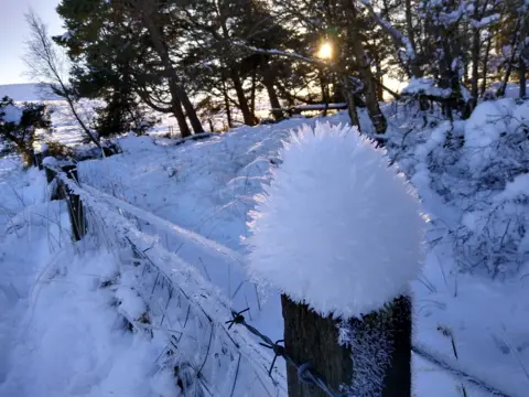Heather Hartley Barbed wire