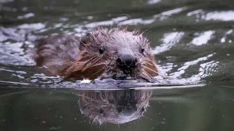 PA Media One of the the newly released beavers swimming