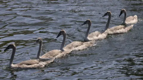 Getty Images Swans swimming in a row on the Thames